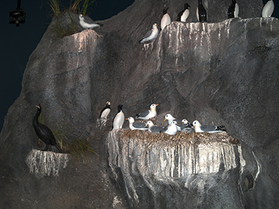 Bird on a cliff in center display