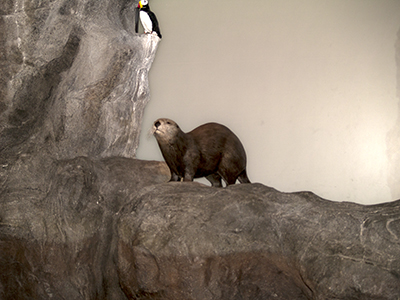 Sea Lion in Center display
